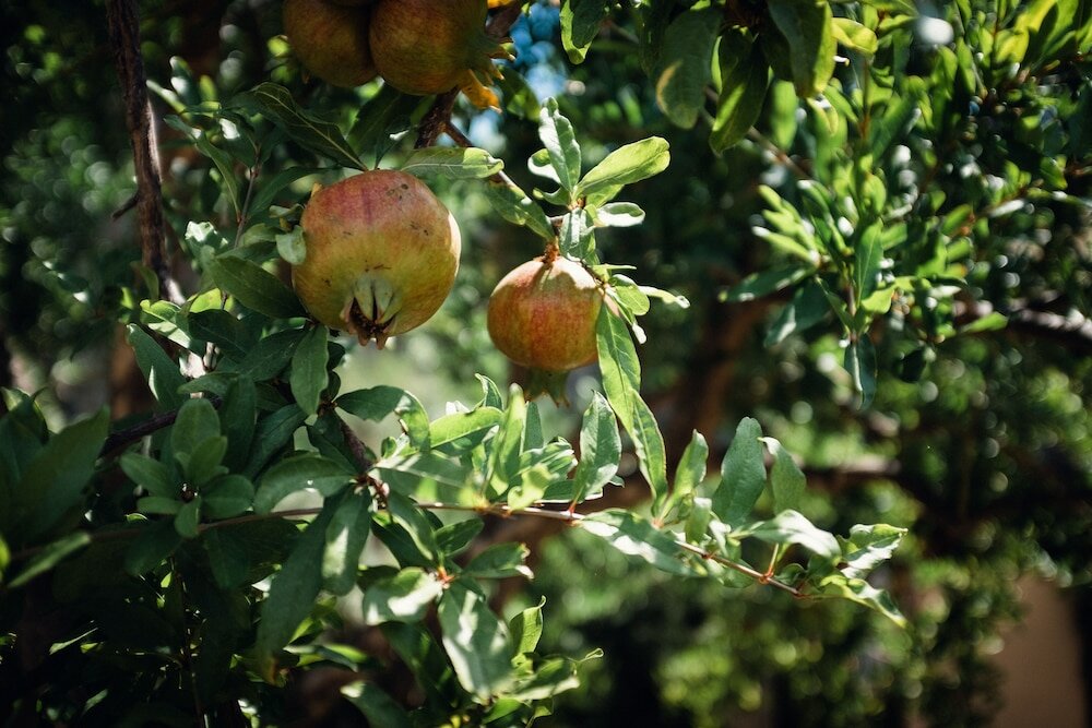 Фото Masseria Maggiore