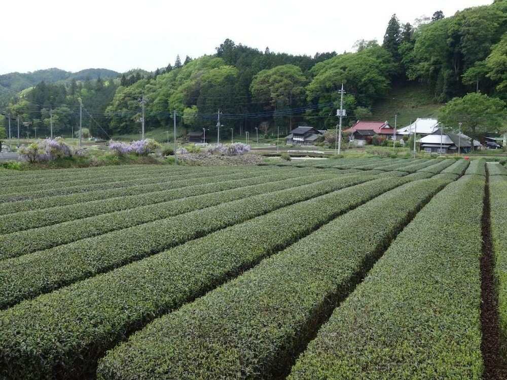 Фото Guesthouse-Lahar- Hostel