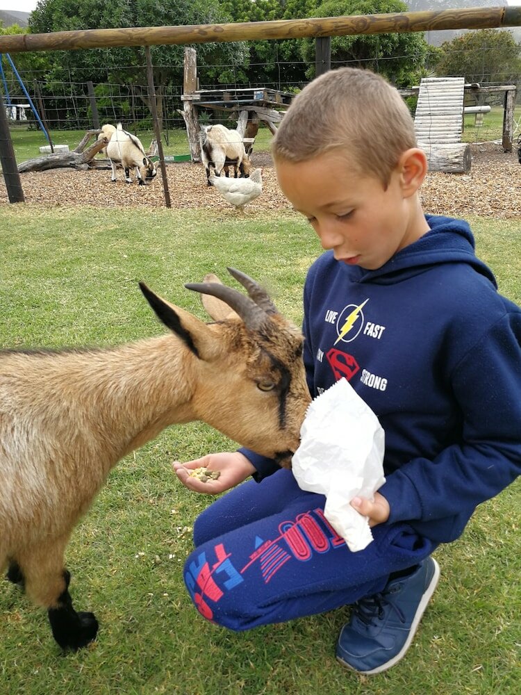 Фото Groeneweide