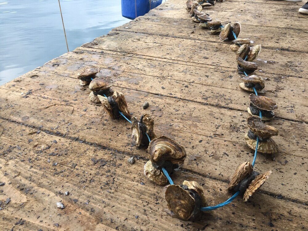 Фото Apartments Božović