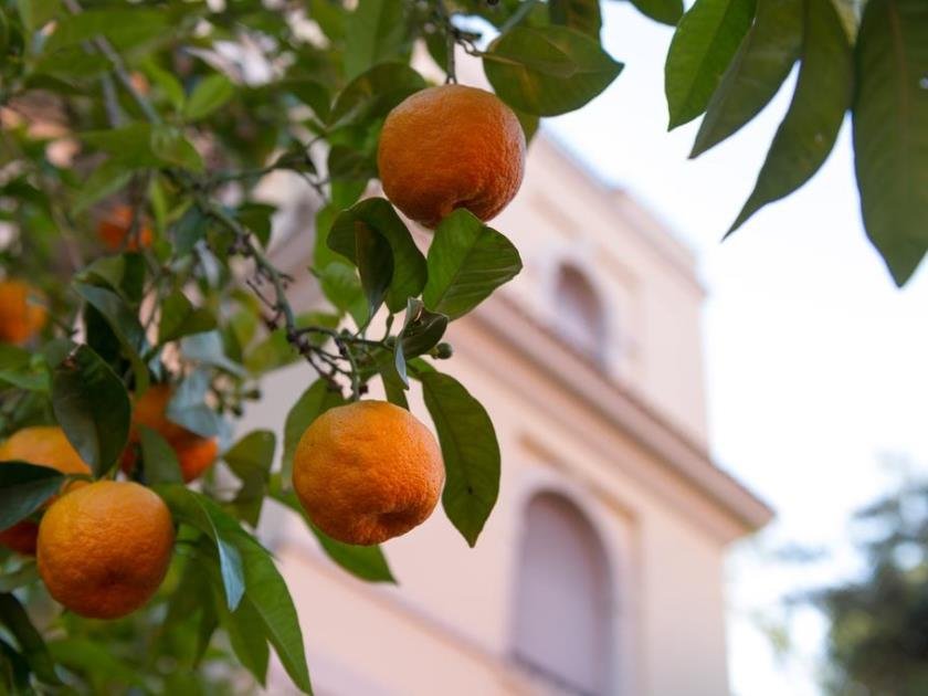 Фото Hotel Degli Aranci Rome