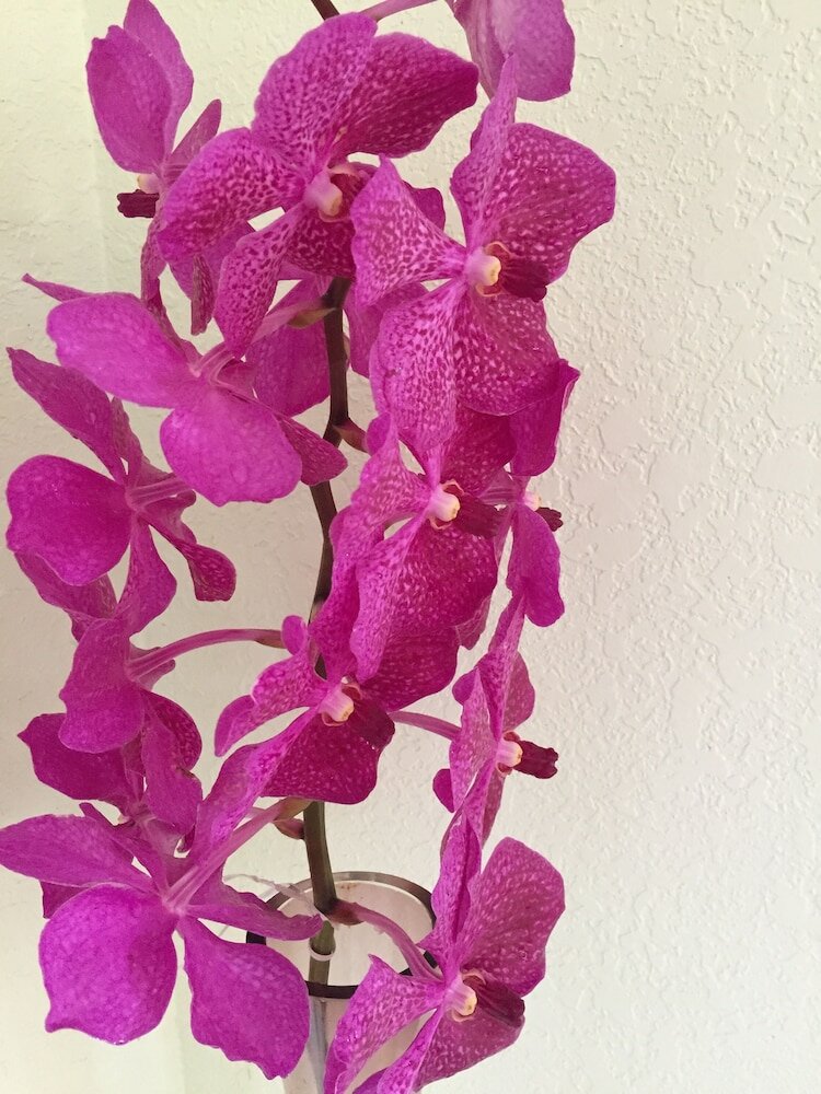 Фото Lava Tree Tropic Inn