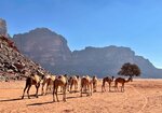 Wadi Rum Tribe - Campsite