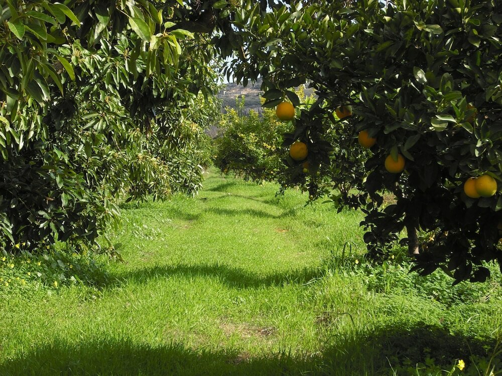 Фото Fenareti Village House
