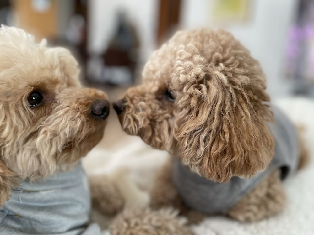 Фото Mt. Fuji koko wantyanOK sintikubessō