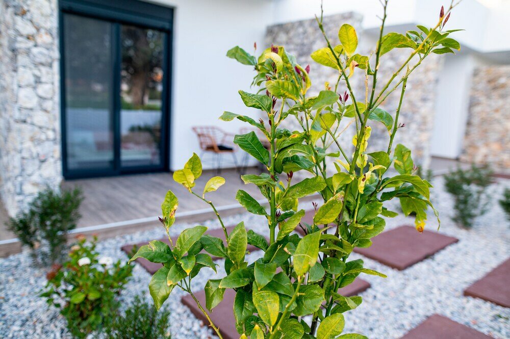 Фото Pebble Garden Blue Dahlia