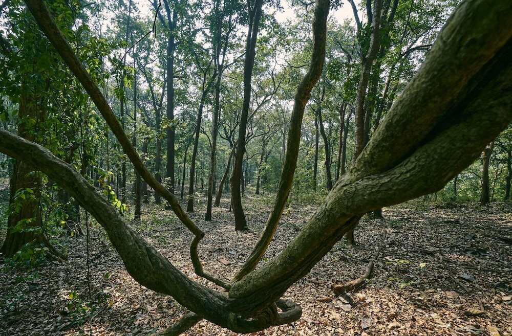 Фото Whistling Woodzs Resort