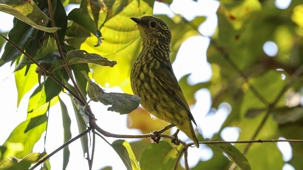 Фото Olympe Du Bemaraha