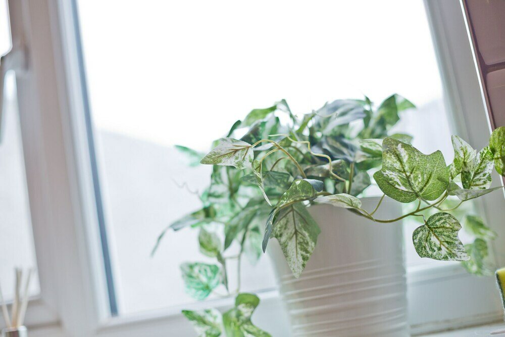 Фото Malleus House