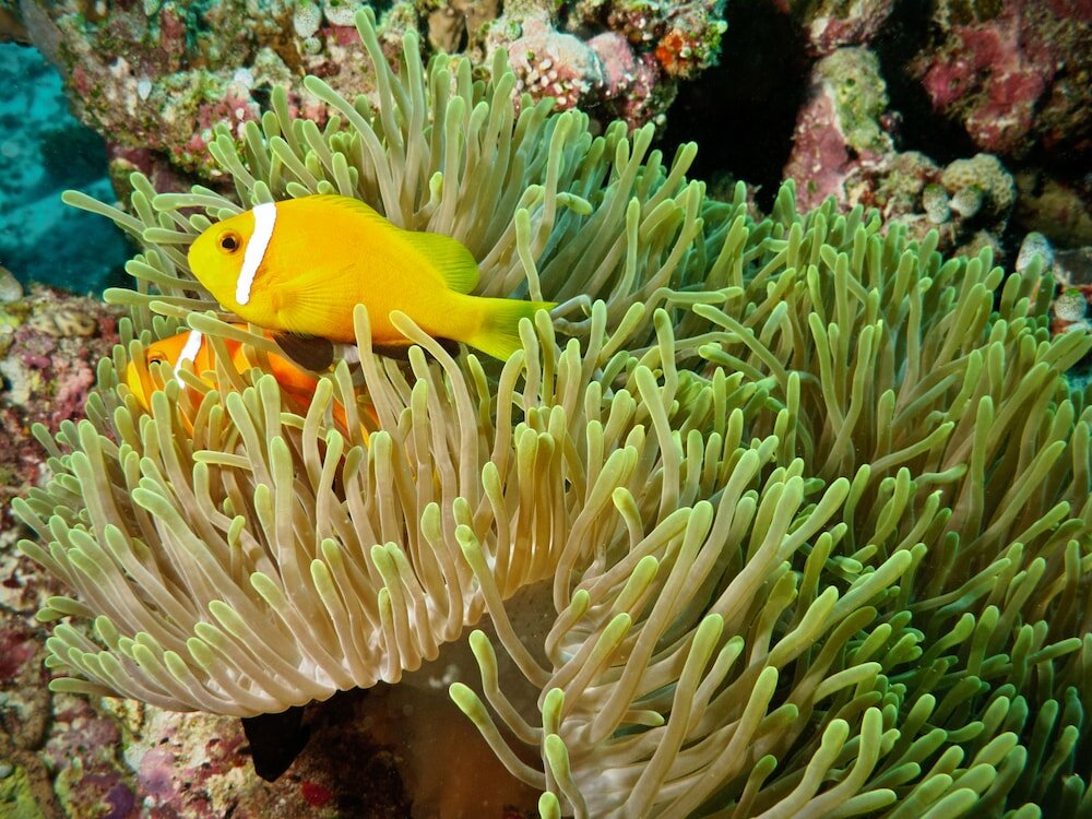 Фото Cornerstay at Dhangethi