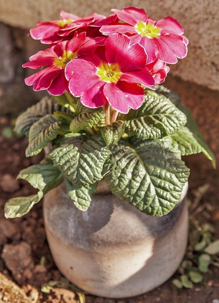 Фото Villa Palatina Superior Hostel