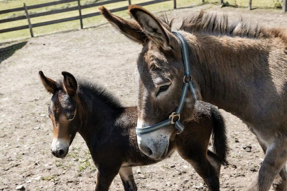 Фото Hotel Roslehen