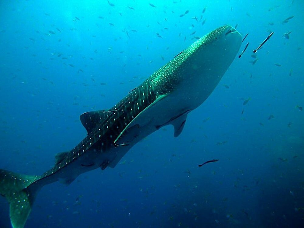 Фото Shiralea Resort