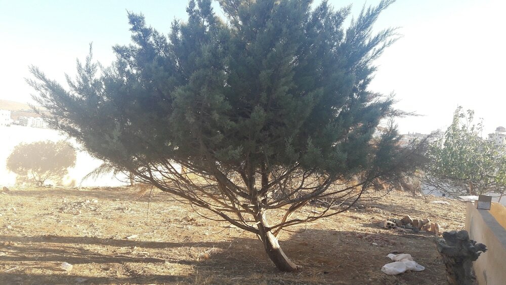 Фото Villa Hmoud