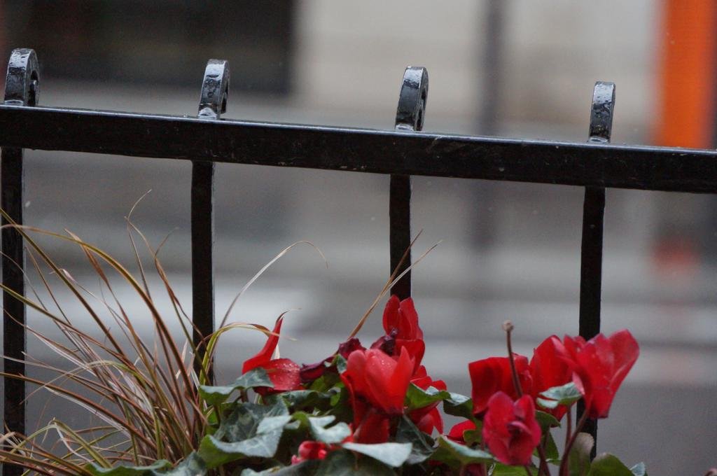 Фото Hotel Elysa