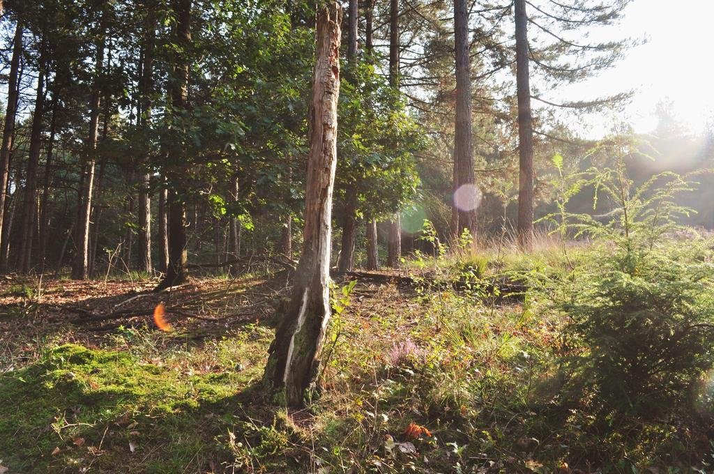 Фото Van der Valk Hotel De Molenhoek-Nijmegen