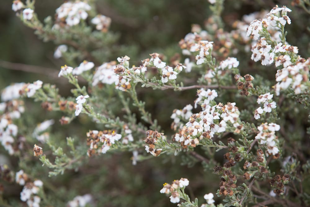 Фото The Living Collective