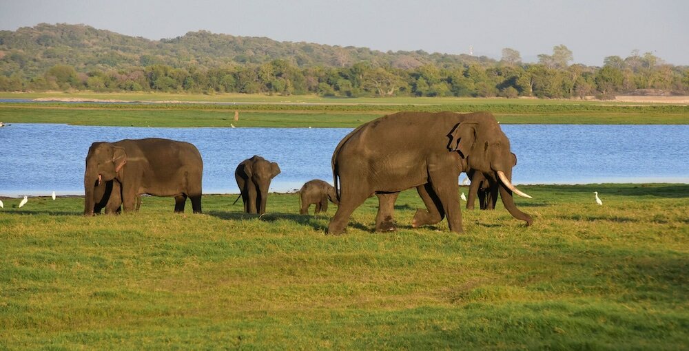 Фото Sigiriya Kingdom Gate Hotel