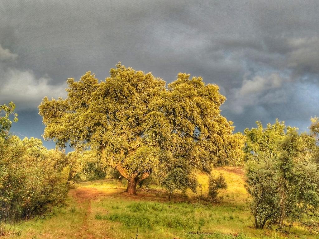 Фото Finca La Ramallosa