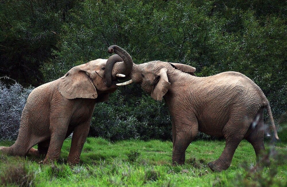 Фото Shamwari Explorer Camp