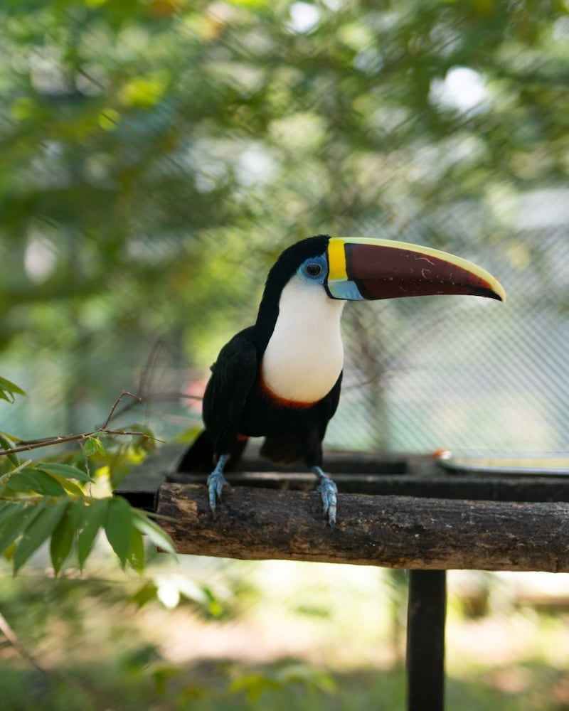 Фото Peacock Beach Resort & SPA