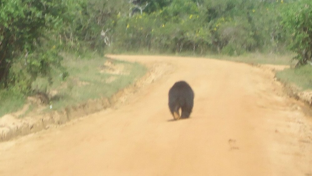 Фото Yala Big Game Drive with Heina Eco Team