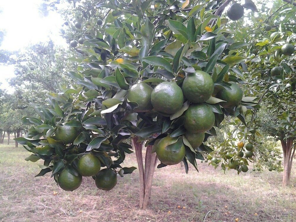 Фото Brownstone Country Home Lira Uganda