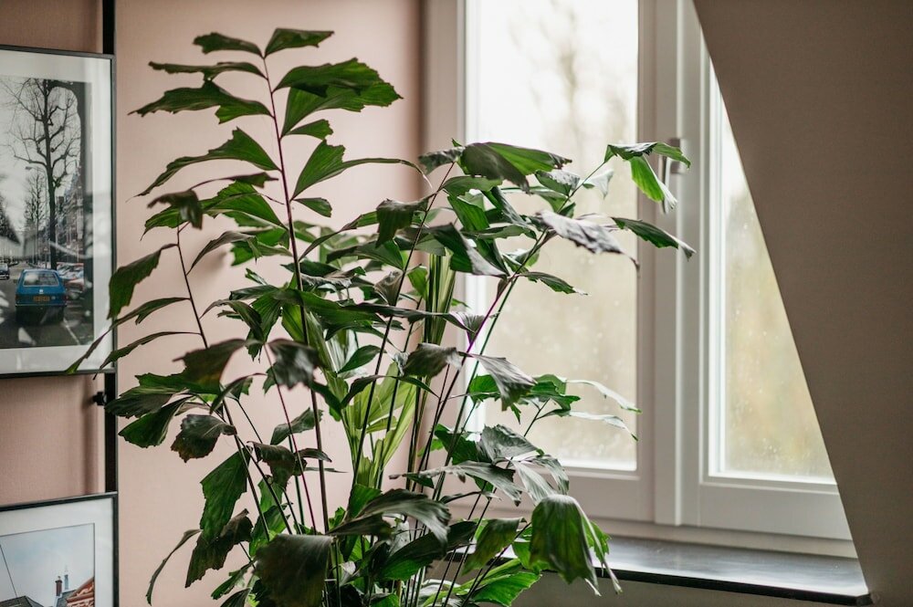 Фото Yays The Hague Willemspark