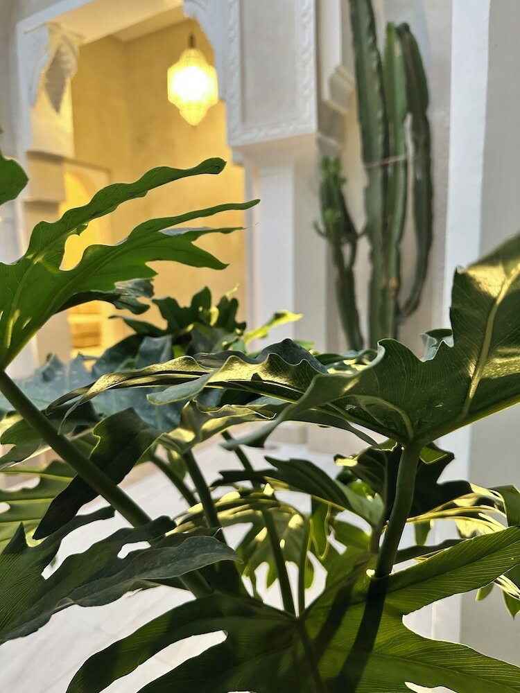 Фото Riad Manzal