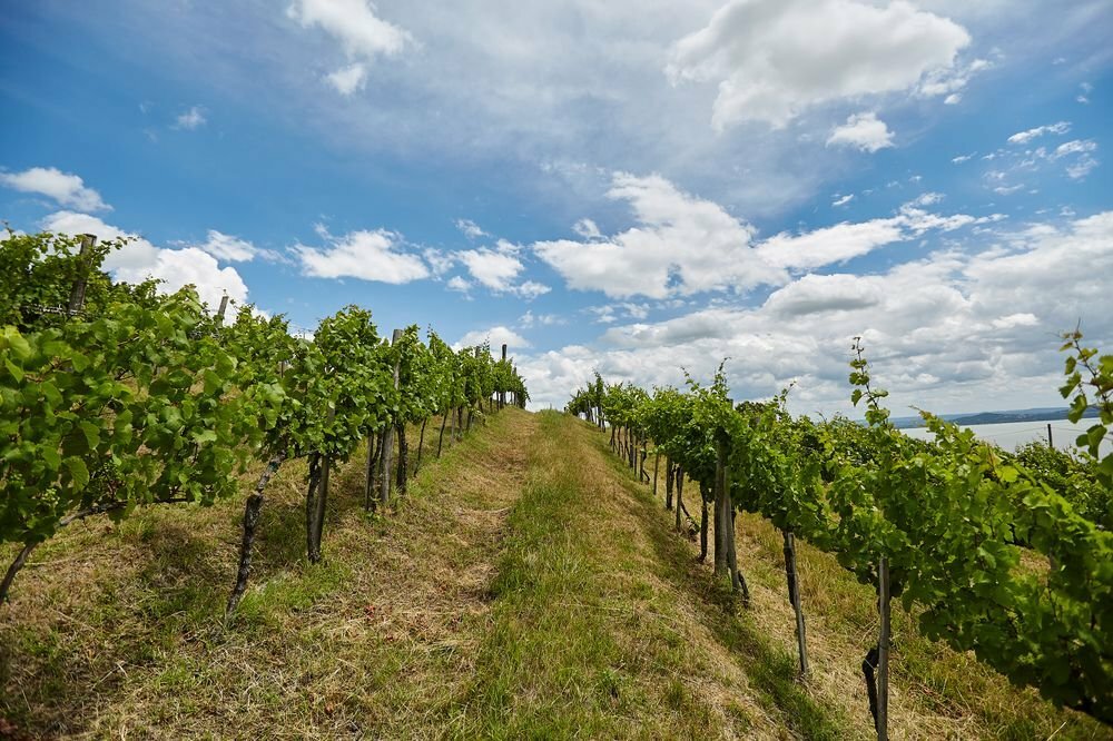 Фото Villa Patzay Borhotel