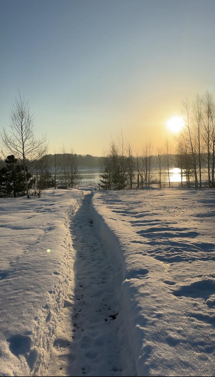 Фото Лес и Волга
