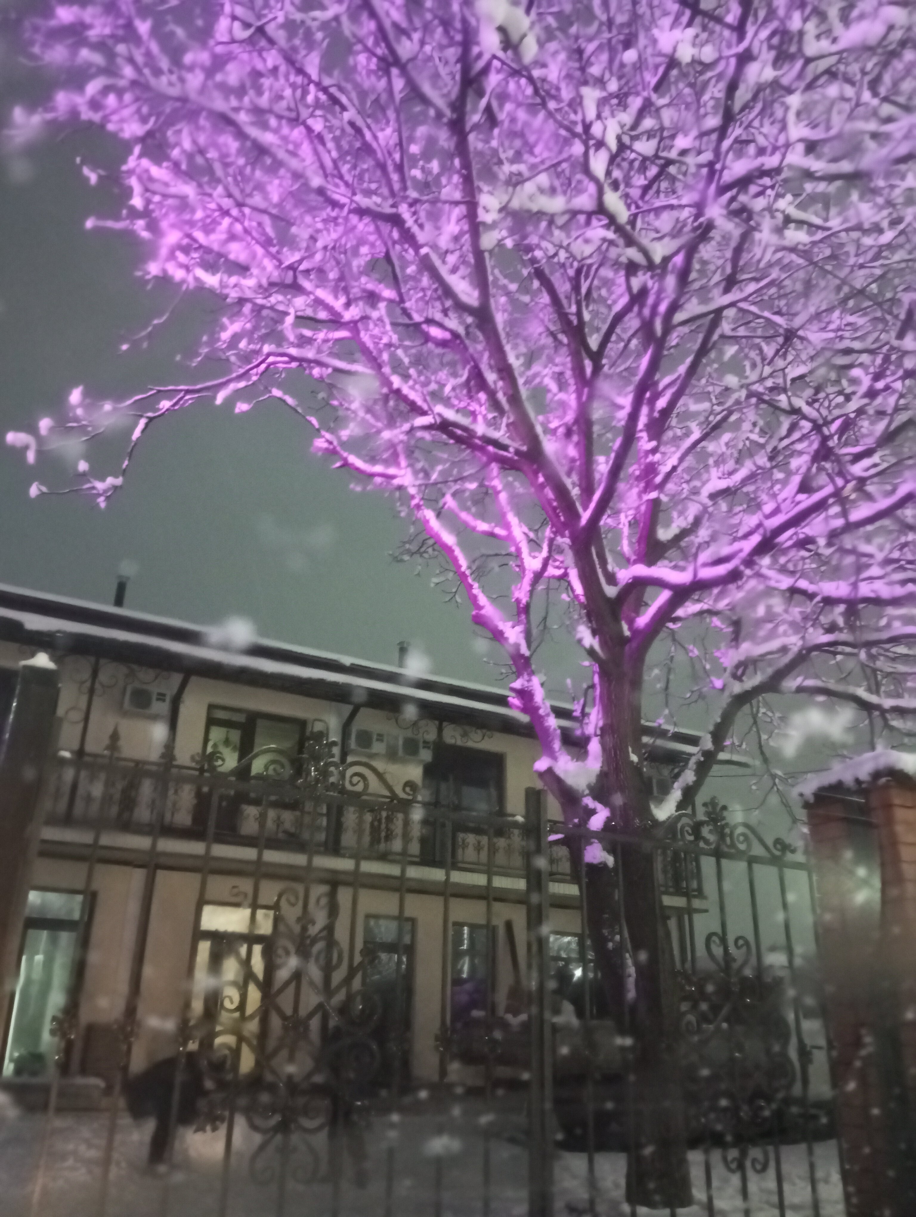 Фото Парацельс