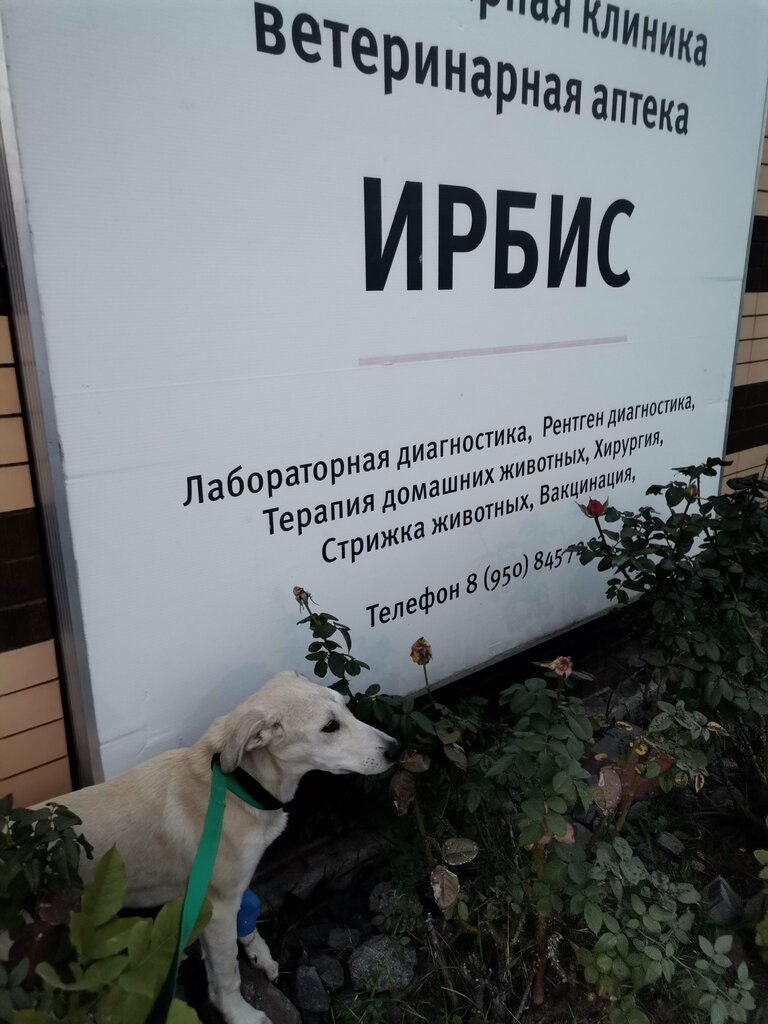 Photo: Veterinarnaya klinika Irbis, veterinary clinic, Russia, Bataysk, Komsomol