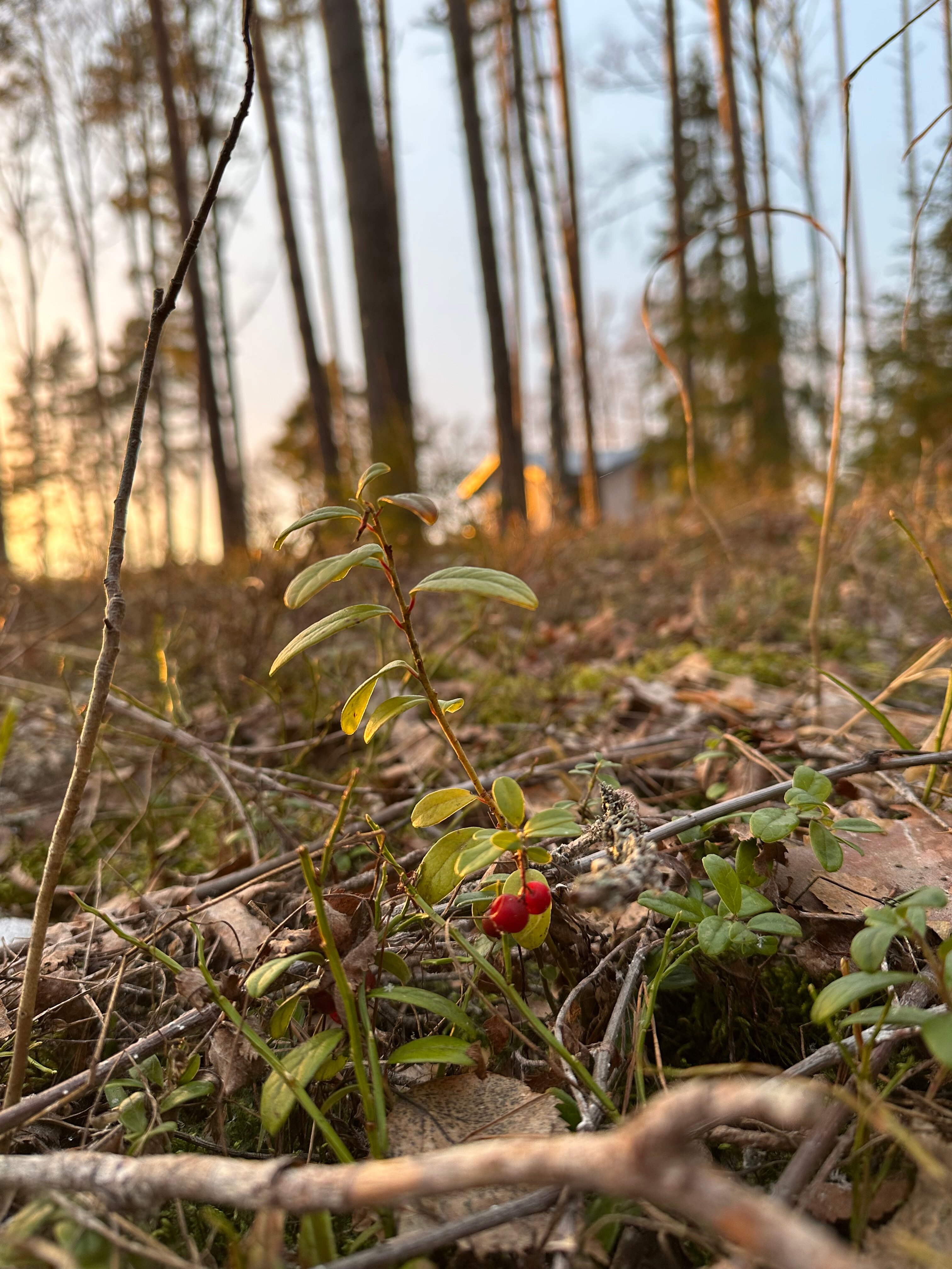 Фото Zimino Park