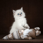 Moonshine of Neva (Moscow, Troitsk District, 3rd Novovatutinskaya Street, 6) ، مربي الحيوانات