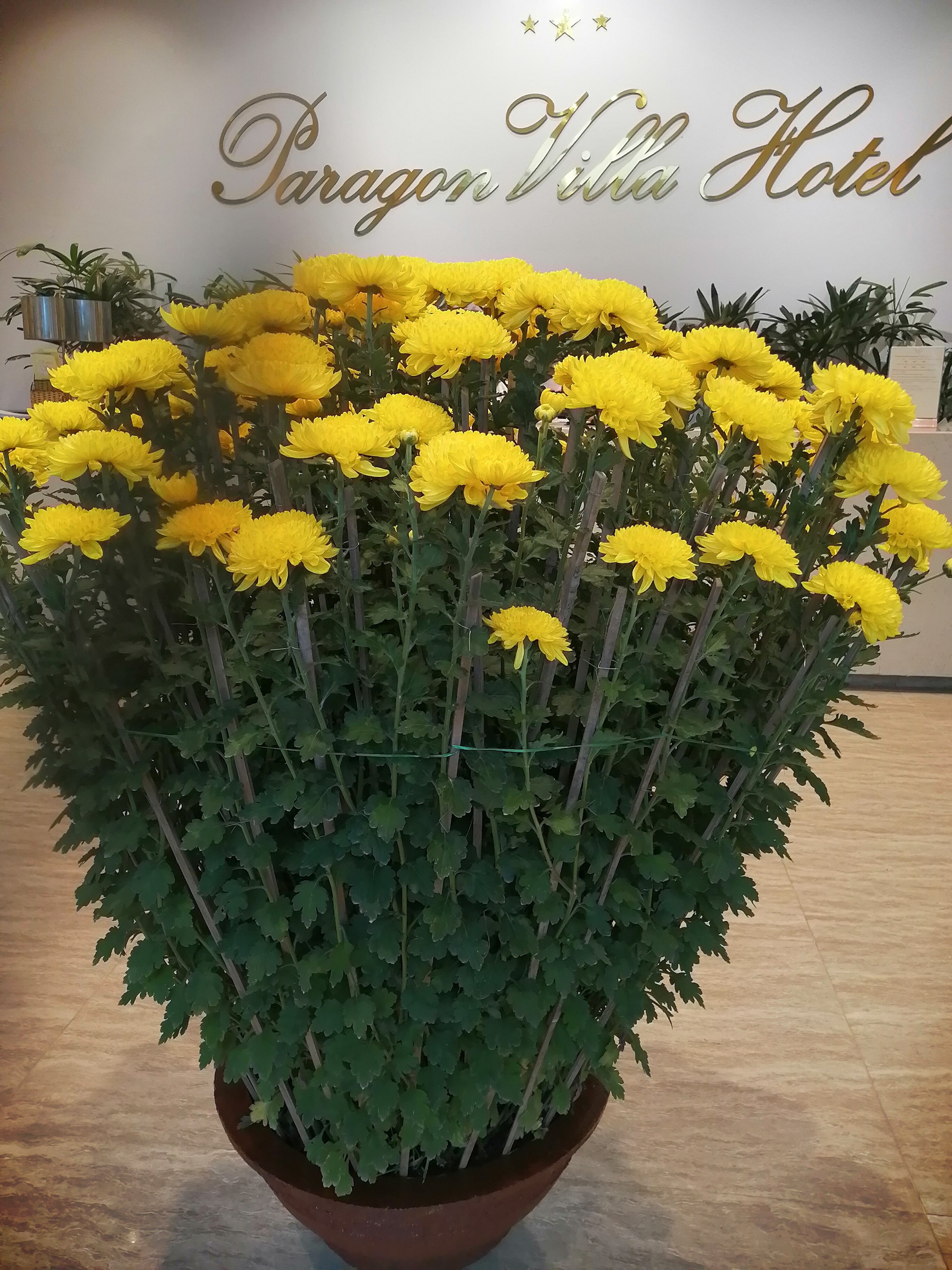 Фото Paragon Villa