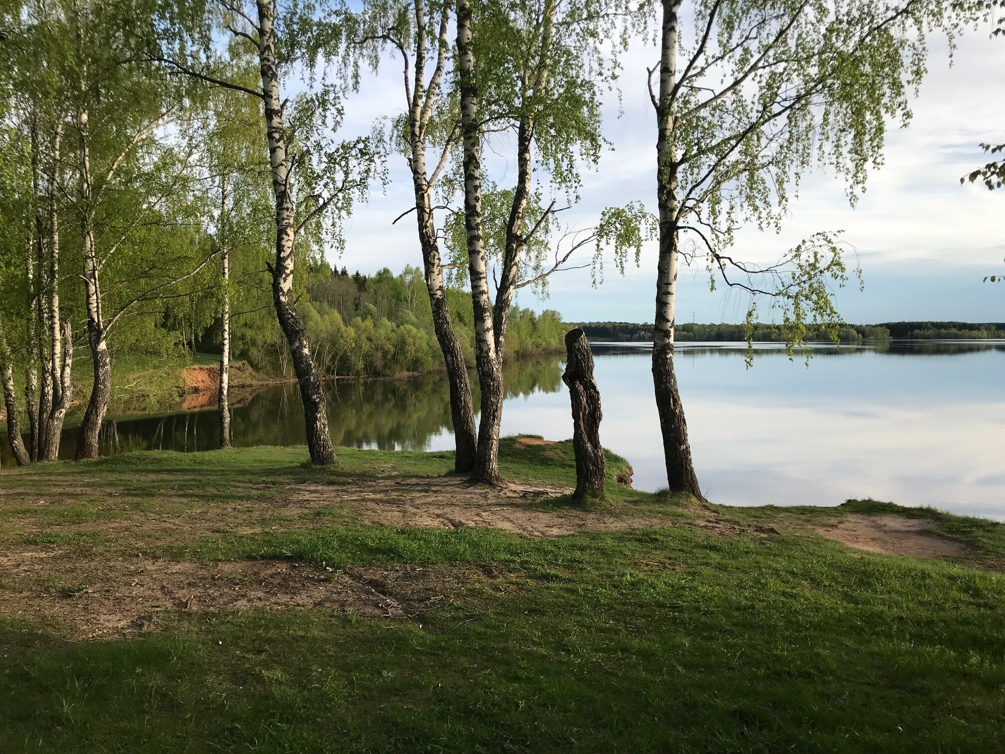 Фото Дельфин