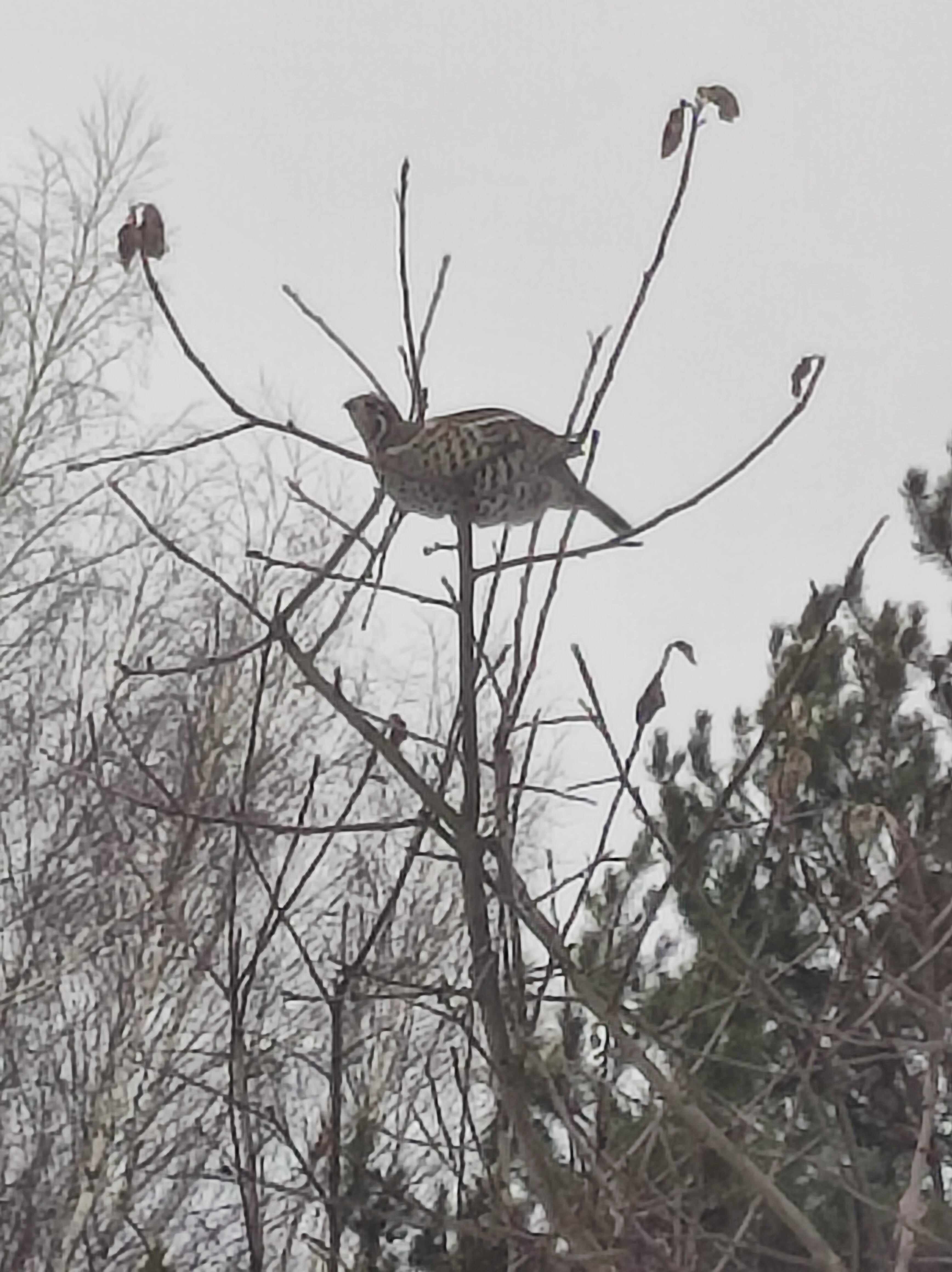 Фото Шепот Леса