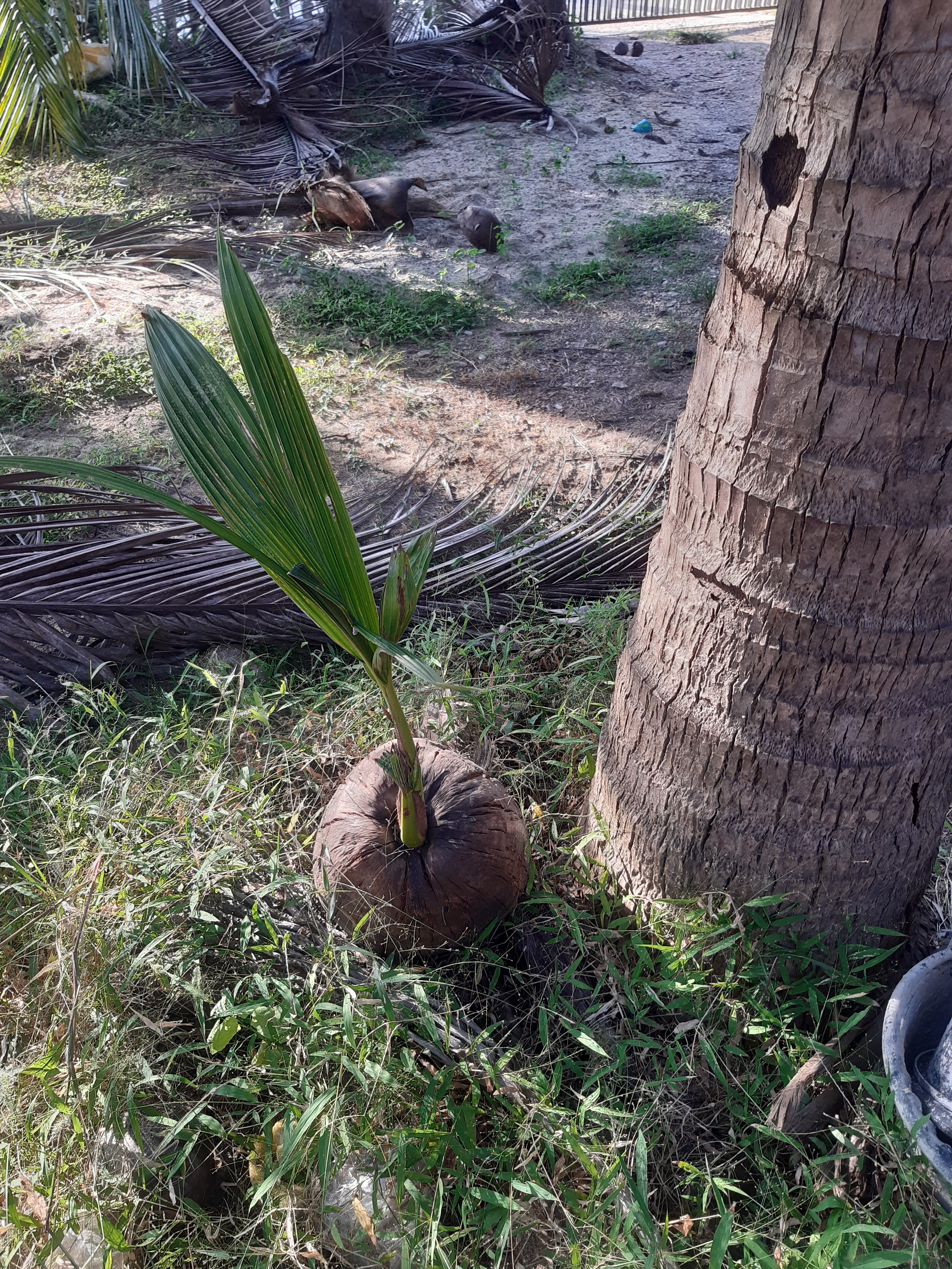 Фото The Coconut Hotel