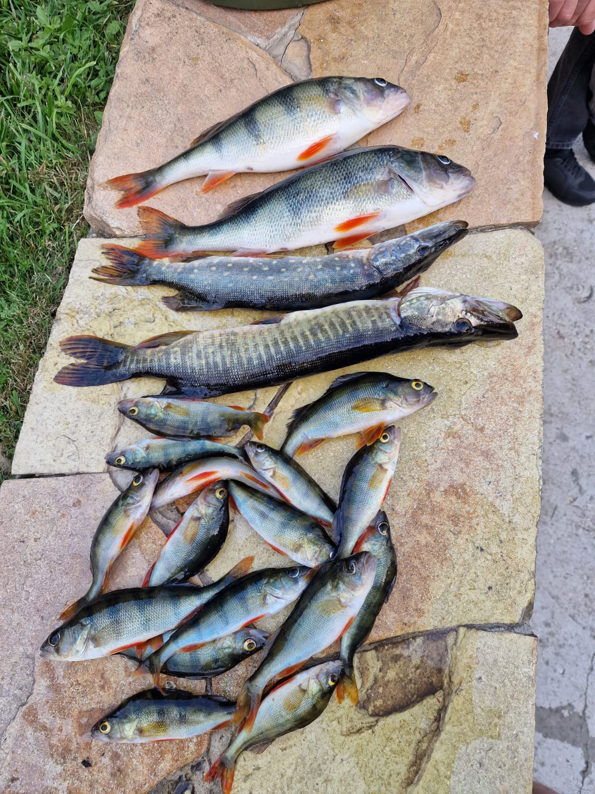 Фото Бэмби Лэнд