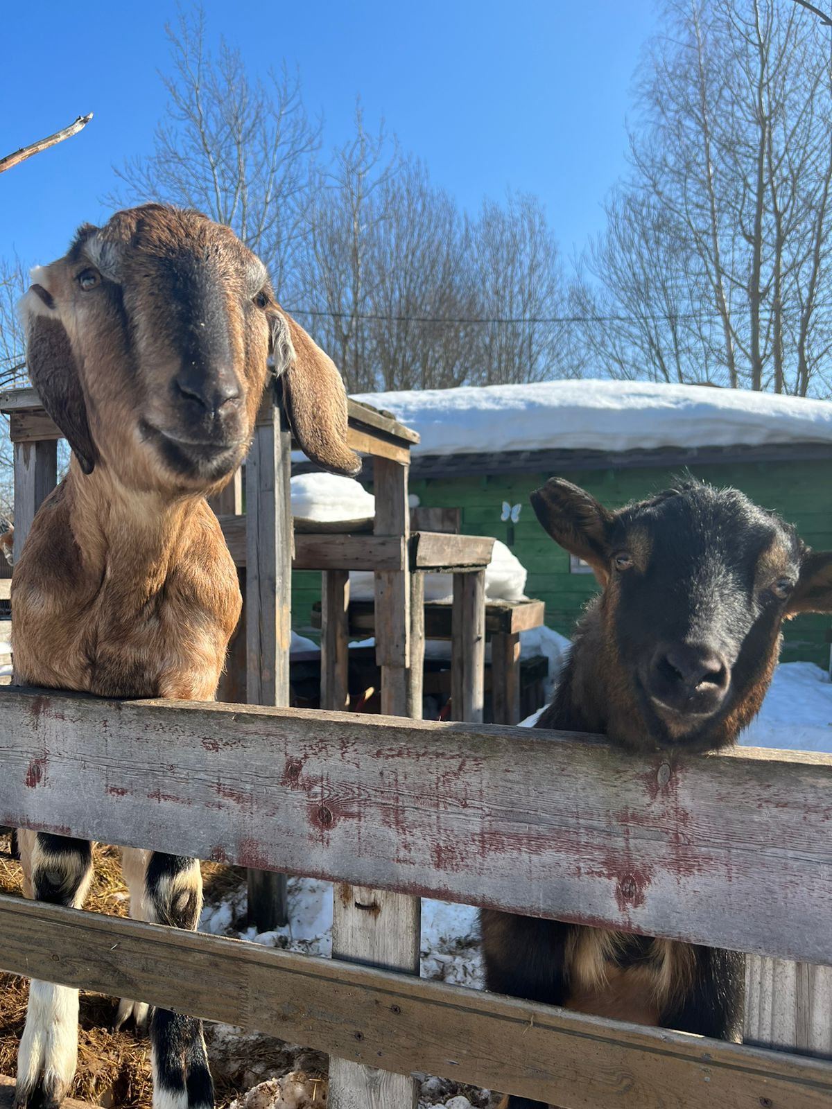 Фото Эко деревня Печки-Лавочки