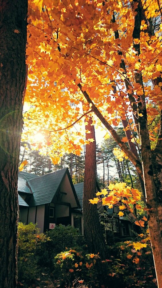 Фото Pension Maple Leaf