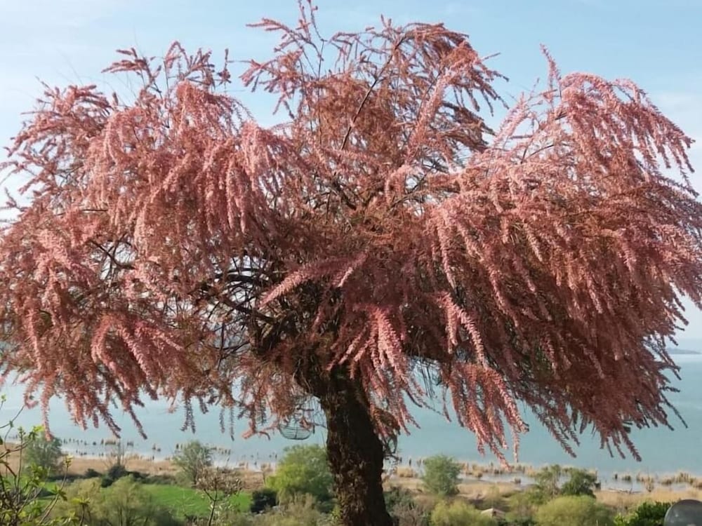 Фото B&b Torre del Lago Trasimeno