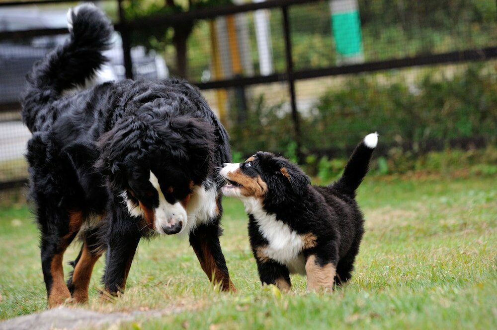 Фото Guest House Bern