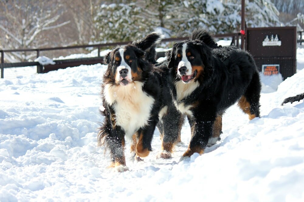 Фото Guest House Bern