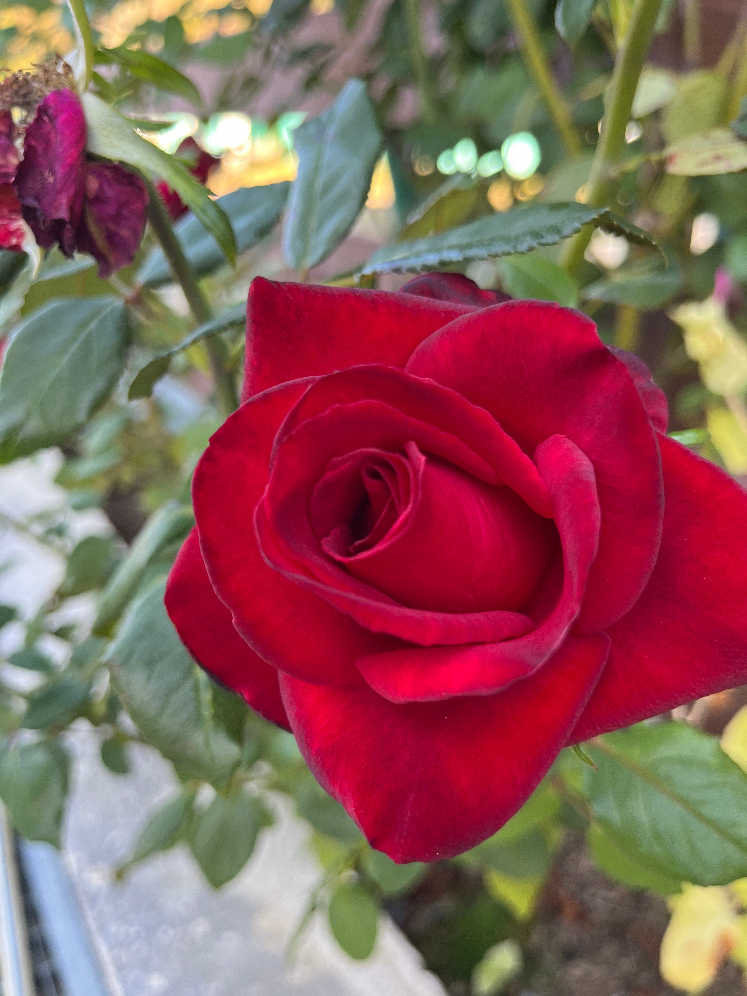 Фото Легенда