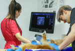 Vetam-SV (Olimpiysky Avenue, 22), veterinary clinic