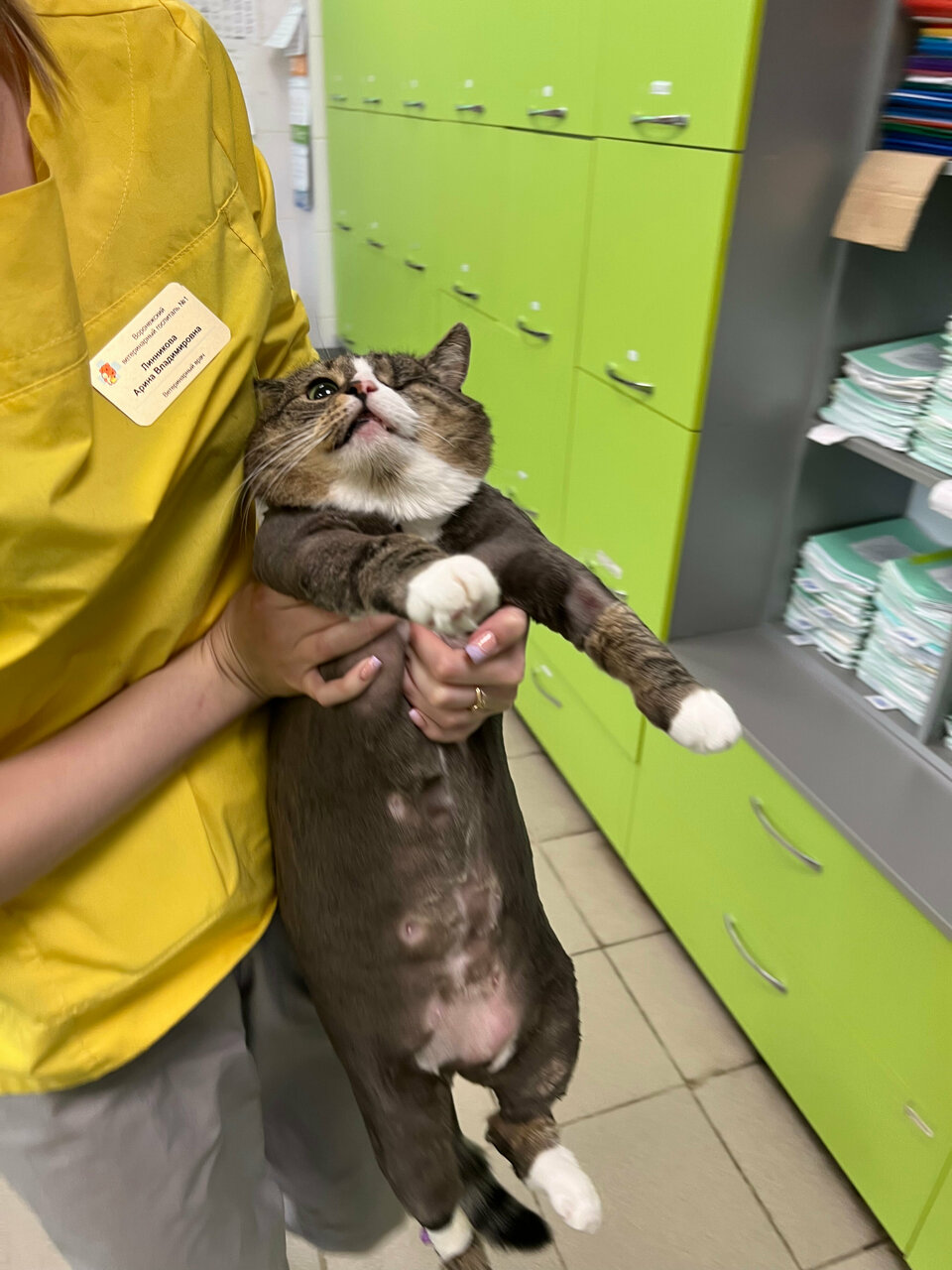 Стерилизация кошки в Воронеже