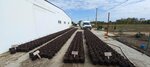 Fresh_new_berry (posyolok Protochny, Grazhdanskaya ulitsa, 60), plant nursery