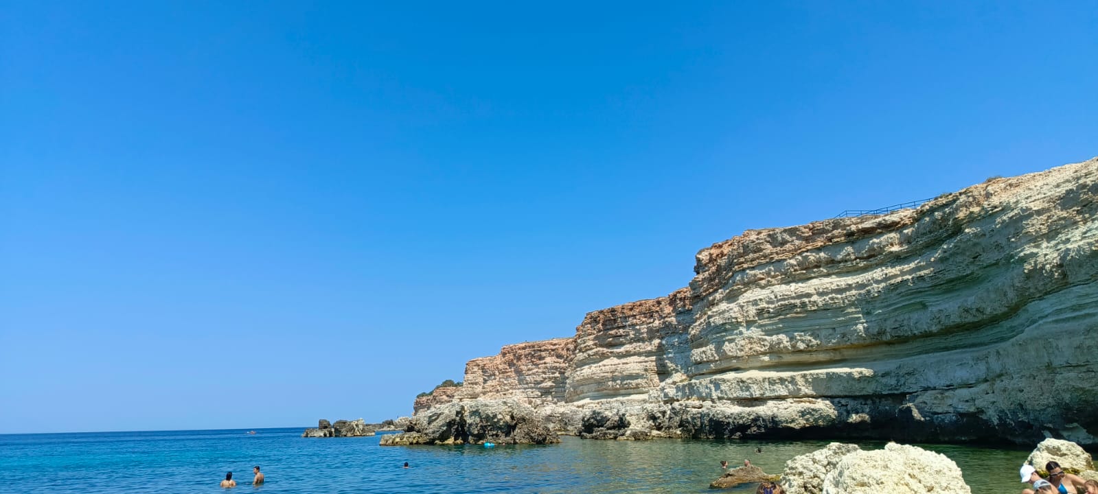 Фото Бамбук